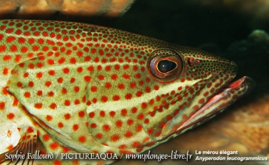 Île de Kanawa en Indonésie (Parc national des Komodos)