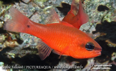 La mer Méditerranée