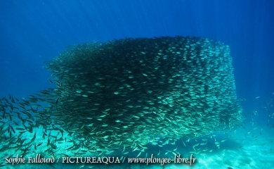Île de Kanawa en Indonésie (Parc national des Komodos)