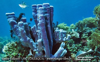 Île de Kanawa en Indonésie (Parc national des Komodos)