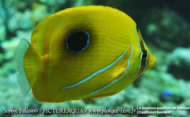 Île de Kanawa en Indonésie (Parc national des Komodos)