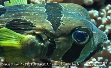 Île de Kanawa en Indonésie (Parc national des Komodos)