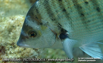 La mer Méditerranée