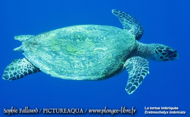 Île de Kanawa en Indonésie (Parc national des Komodos)