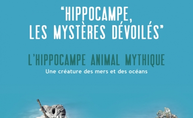 Hippocampe, les mystères dévoilés