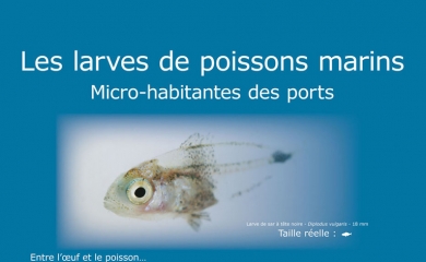 Le port, piège ou refuge pour la vie larvaire