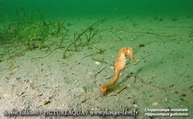 L’hippocampe de l’étang de Thau