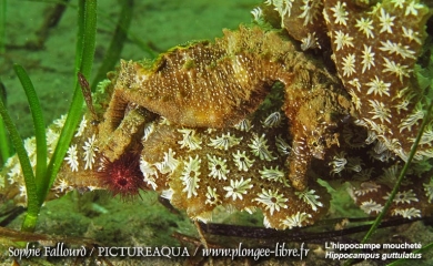 L’hippocampe de l’étang de Thau