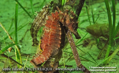 L’hippocampe de l’étang de Thau