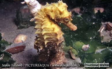 L’hippocampe de l’étang de Thau