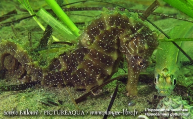 L’hippocampe de l’étang de Thau