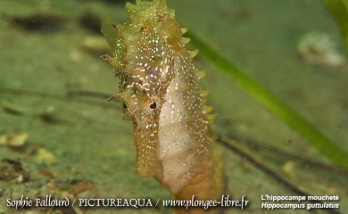 L’hippocampe de l’étang de Thau
