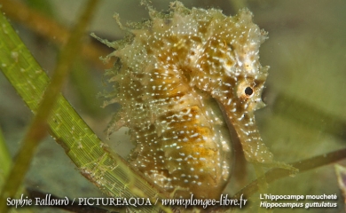 L’hippocampe de l’étang de Thau