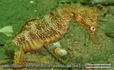 L’hippocampe de l’étang de Thau