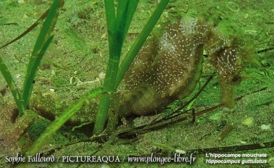 L’hippocampe de l’étang de Thau