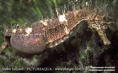 L’hippocampe de l’étang de Thau
