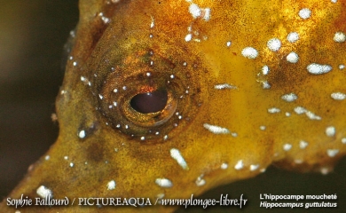 L’hippocampe de l’étang de Thau