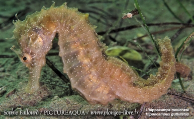 L’hippocampe de l’étang de Thau