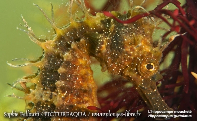 L’hippocampe de l’étang de Thau