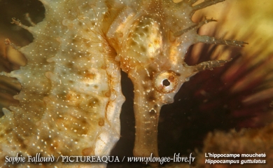 L’hippocampe de l’étang de Thau