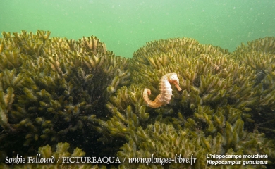 L’hippocampe de l’étang de Thau