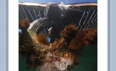 Les ports, oasis de vie insoupçonnée