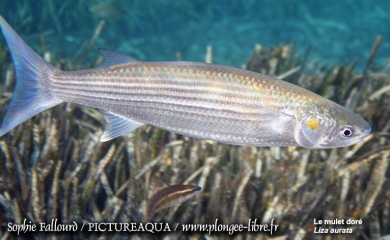 La mer Méditerranée