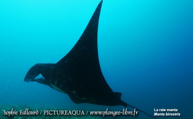 Île de Kanawa en Indonésie (Parc national des Komodos)