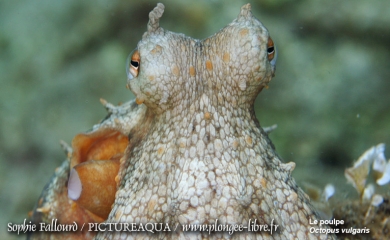 La mer Méditerranée