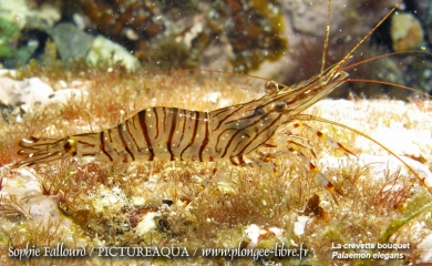 La mer Méditerranée