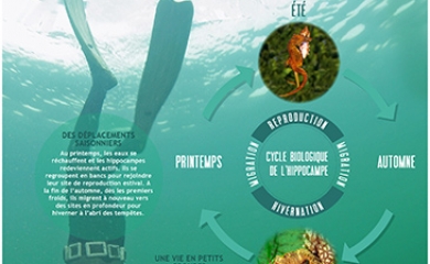 Hippocampe, les mystères dévoilés