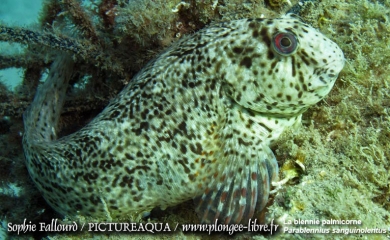 La mer Méditerranée