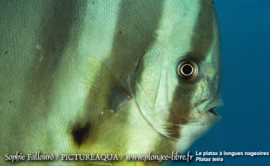 Île de Kanawa en Indonésie (Parc national des Komodos)