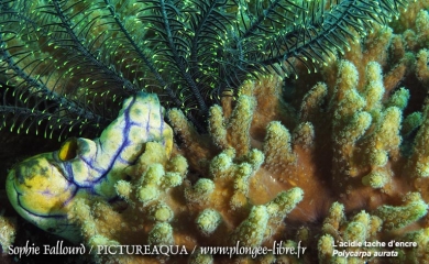 Île de Kanawa en Indonésie (Parc national des Komodos)