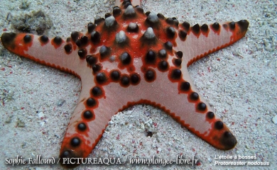 Île de Kanawa en Indonésie (Parc national des Komodos)