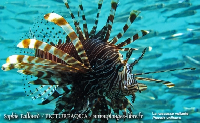 Île de Kanawa en Indonésie (Parc national des Komodos)