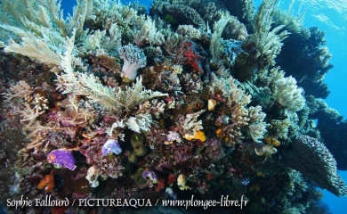 Île de Kanawa en Indonésie (Parc national des Komodos)