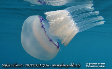 La mer Méditerranée