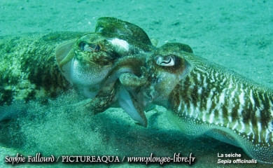 La mer Méditerranée