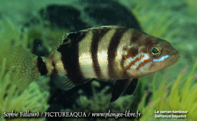 La mer Méditerranée