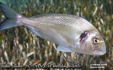 La mer Méditerranée
