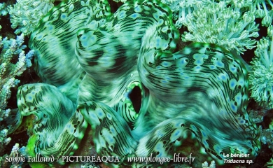 Île de Kanawa en Indonésie (Parc national des Komodos)