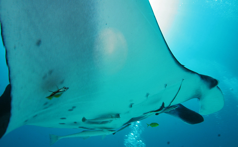 La danse des mantas, Papouasie 2011