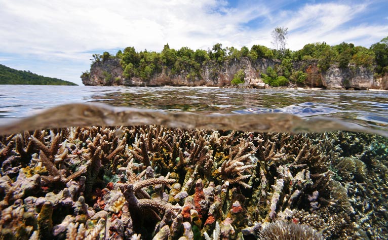 Mangrove, lagon, platier, récif, papouasie 2011