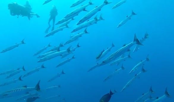 Plonger avec 4000 barracudas, îles Andamans 2012